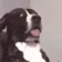 DogMeme80