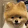 DogMeme81