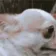 DogMeme82