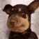 DogMeme83