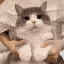 catDance