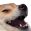dog_laugh Discord sticker | tanhai | Social • Events • Gws • Nitro • Dating