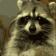 RaccoonEating animated emote from Sachsen Treff | .gg/Sachsen