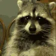 RaccoonEating