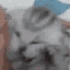 :cat_Voices: