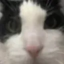kitty