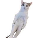 albert Discord emoji