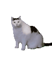 emoji_76 animated Discord emote | 𝑻𝒉𝒆 𝑨𝒓𝒄𝒉𝒊𝒗𝒂𝒍 𝑺𝒐𝒄𝒊𝒂𝒍 𝑯𝒖𝒃