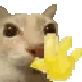 catwave