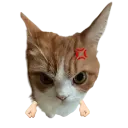 1COO