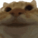 mCatno animated GIF emoji from -`.napatron.´-