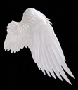 Right angel wing with white feathers against a black background.