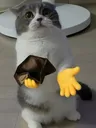 poor_cat