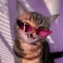 rock_cat