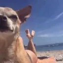 cool_dog