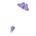 butterflycute