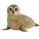 :Cat_Seal: