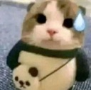 :cat_nervous: