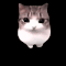 :cat_dance: