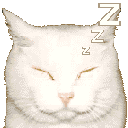 376973sleepycat