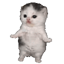 655211kittywiggle