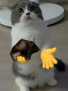 541230poorcat custom emote - BOOP