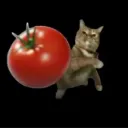 <:tomato:1547574114179489913>