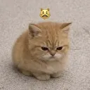 seriousCat