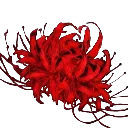 lycoris