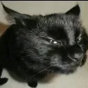 sus