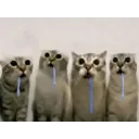 FW_Drool4