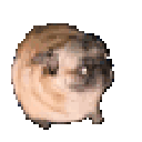 A series of round, distorted pug faces looking confused and awkward.