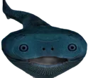 Morayeel