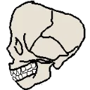Vendalahskull