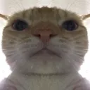 swagcat
