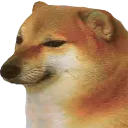 dogy