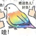 A cartoon bird with rainbow-colored feathers and sparkles, flanked by two hands giving a thumbs-up gesture.