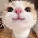 MC_cutecat