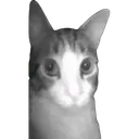 672995catcam