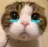 :catto_cry: