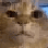 ermactuallymistercatguh Discord emoji