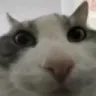 gavin Discord emoji
