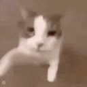 A white and brown cat lunging forward with a blurry motion effect as if trying to hug the camera.