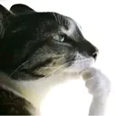 hm