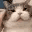 CatPat animated emote from Voice Calls