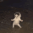 A small fluffy kitten standing on its hind legs and swaying back and forth in shallow water.