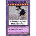 A cat wearing a black hood on a purple trading card frame with Vietnamese text.