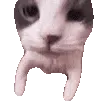 catkiss