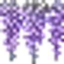 07_lavanda