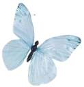 A light blue butterfly with dark body and detailed wings.